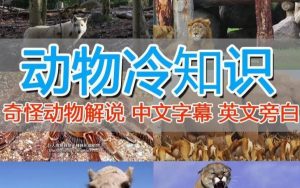 外面卖1699的国外纪录片解说(动物解说、美食、动画片)稳过中视频-第一资源库